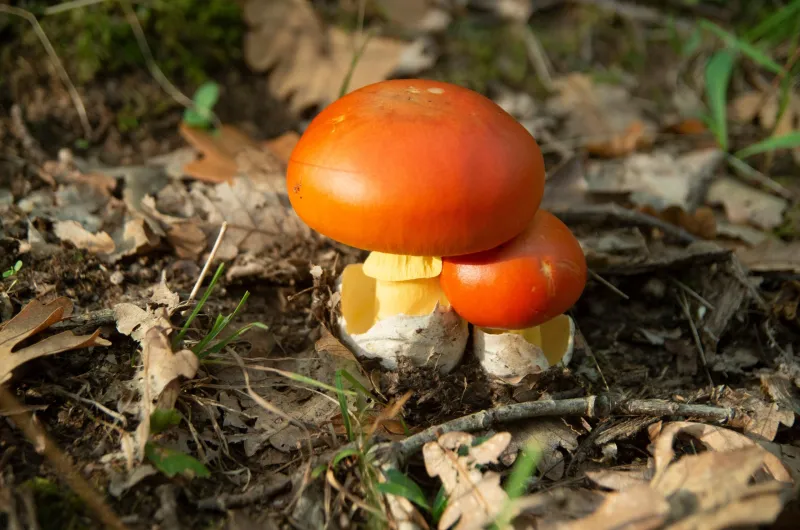 Funghi Amanita Caesarea dai Monti Apuseni