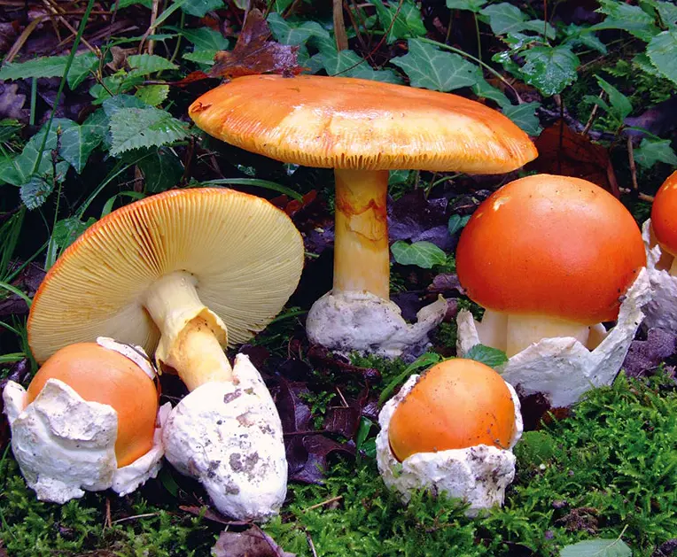 Ovoli reali nel loro habitat naturale