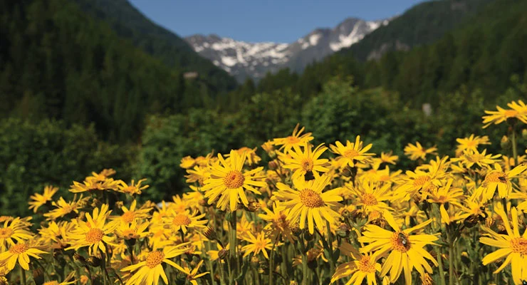 Arnica montana nel suo habitat naturale