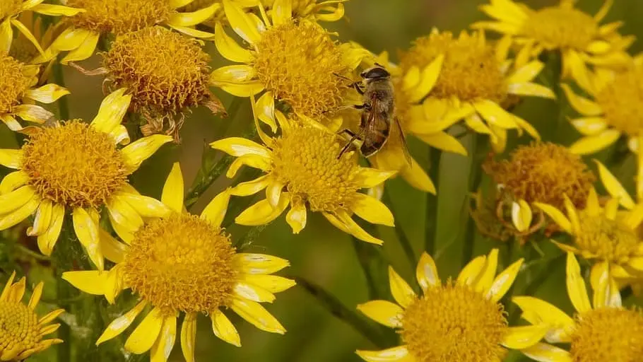 Raccolta dell'Arnica montana
