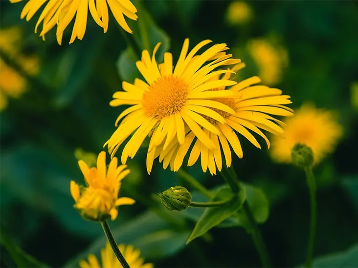 Arnica Montana dalle Montagne Rumene