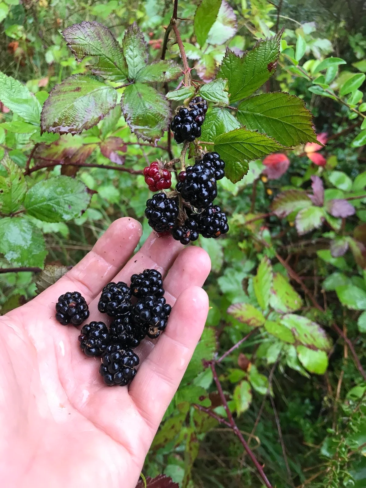 Wilde Brombeeren