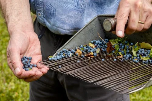 Local harvester collecting wild blueberries in Apuseni Mountains