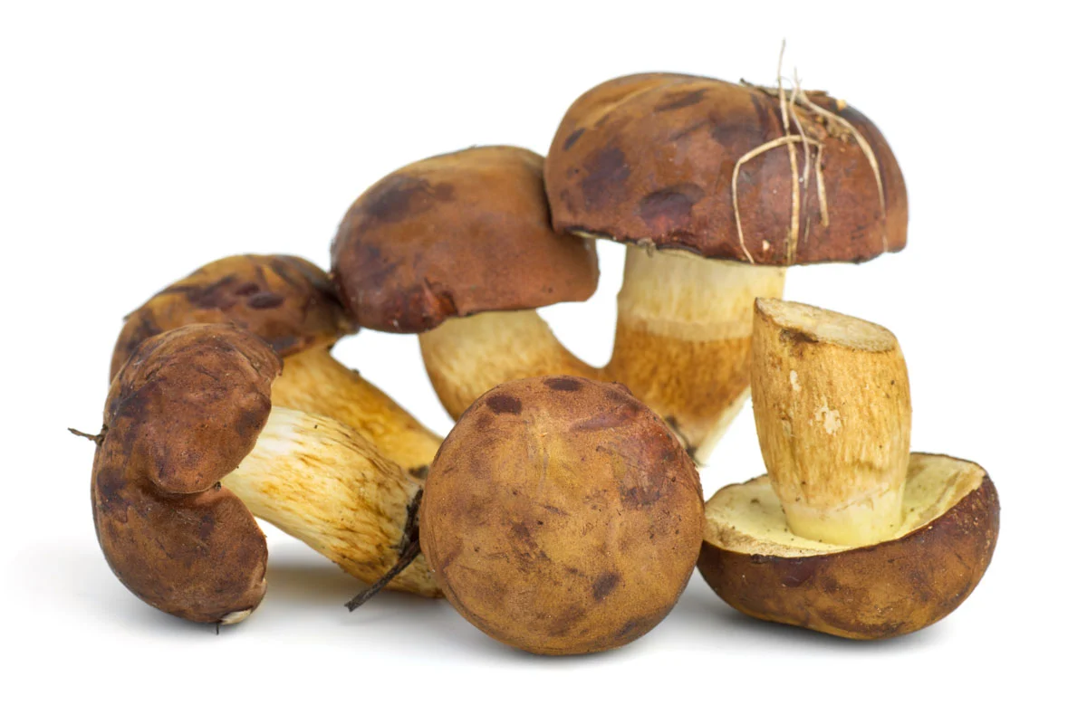 Porcini freschi nel loro habitat naturale