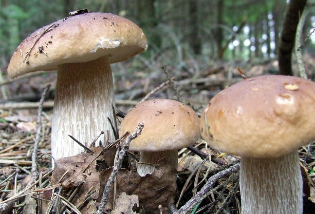 Preparazione dei porcini