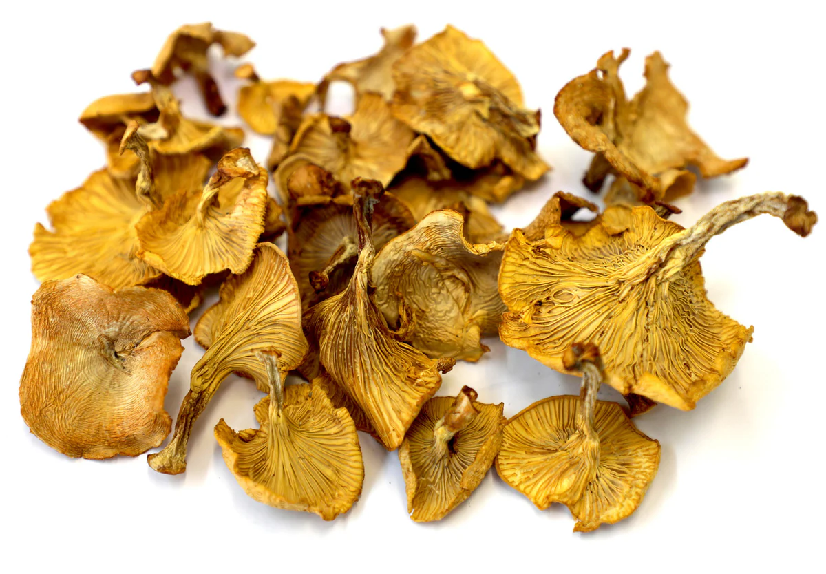 Funghi Chanterelle Secchi dalle Montagne Apuseni
