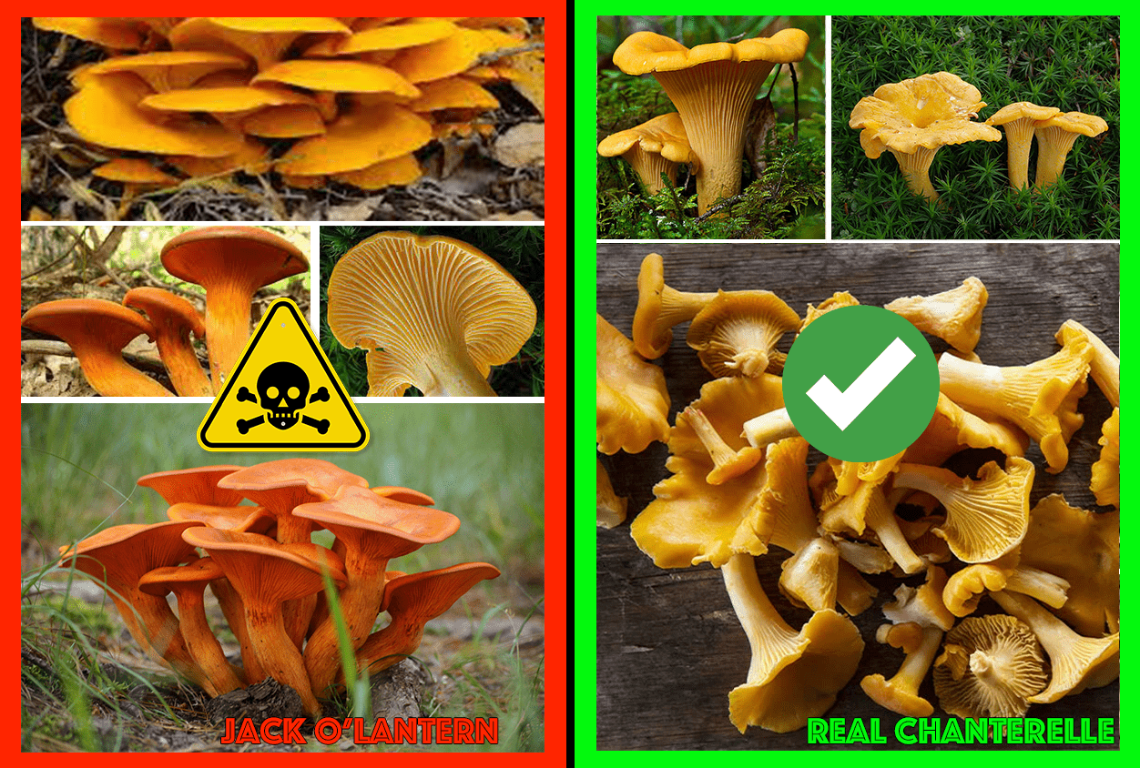 Confronto tra funghi commestibili e i loro sosia tossici