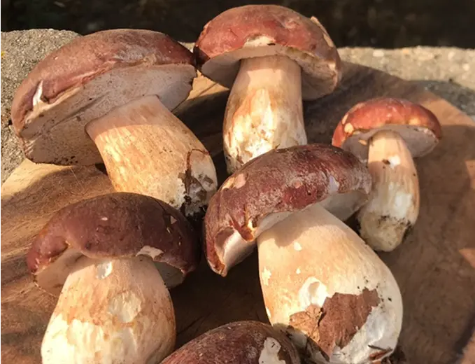 Processo di surgelazione dei porcini