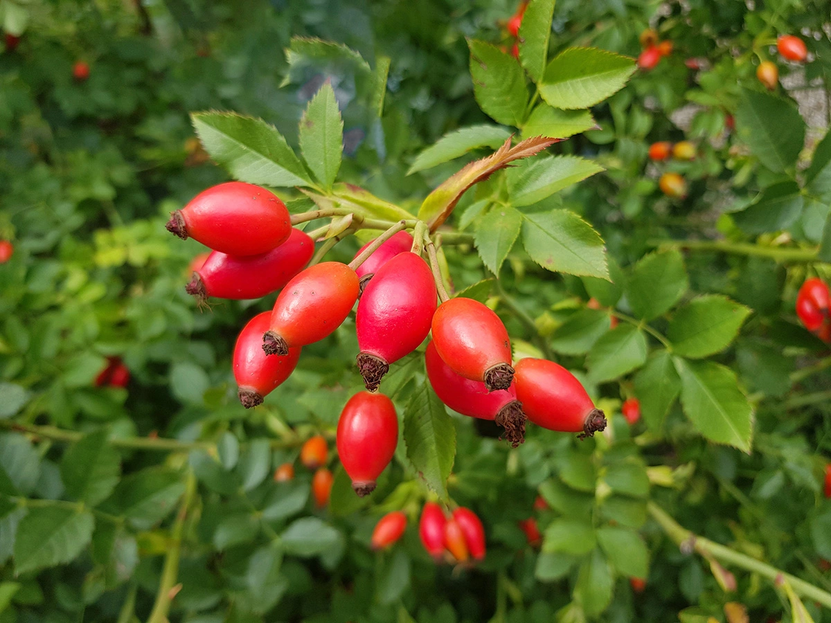 Cinorrodi selvatici