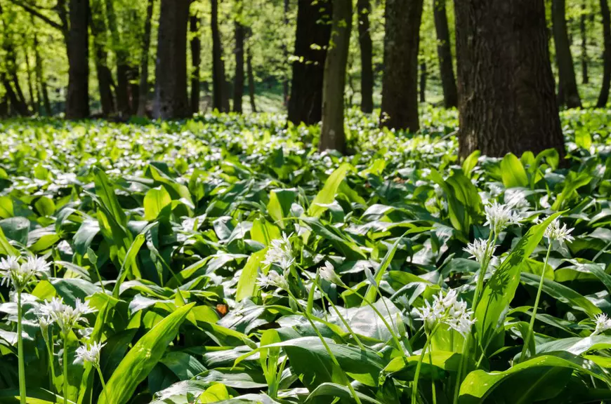 Leurda cresce nella dappled shade delle foreste di castagno con un terreno ricco e umido