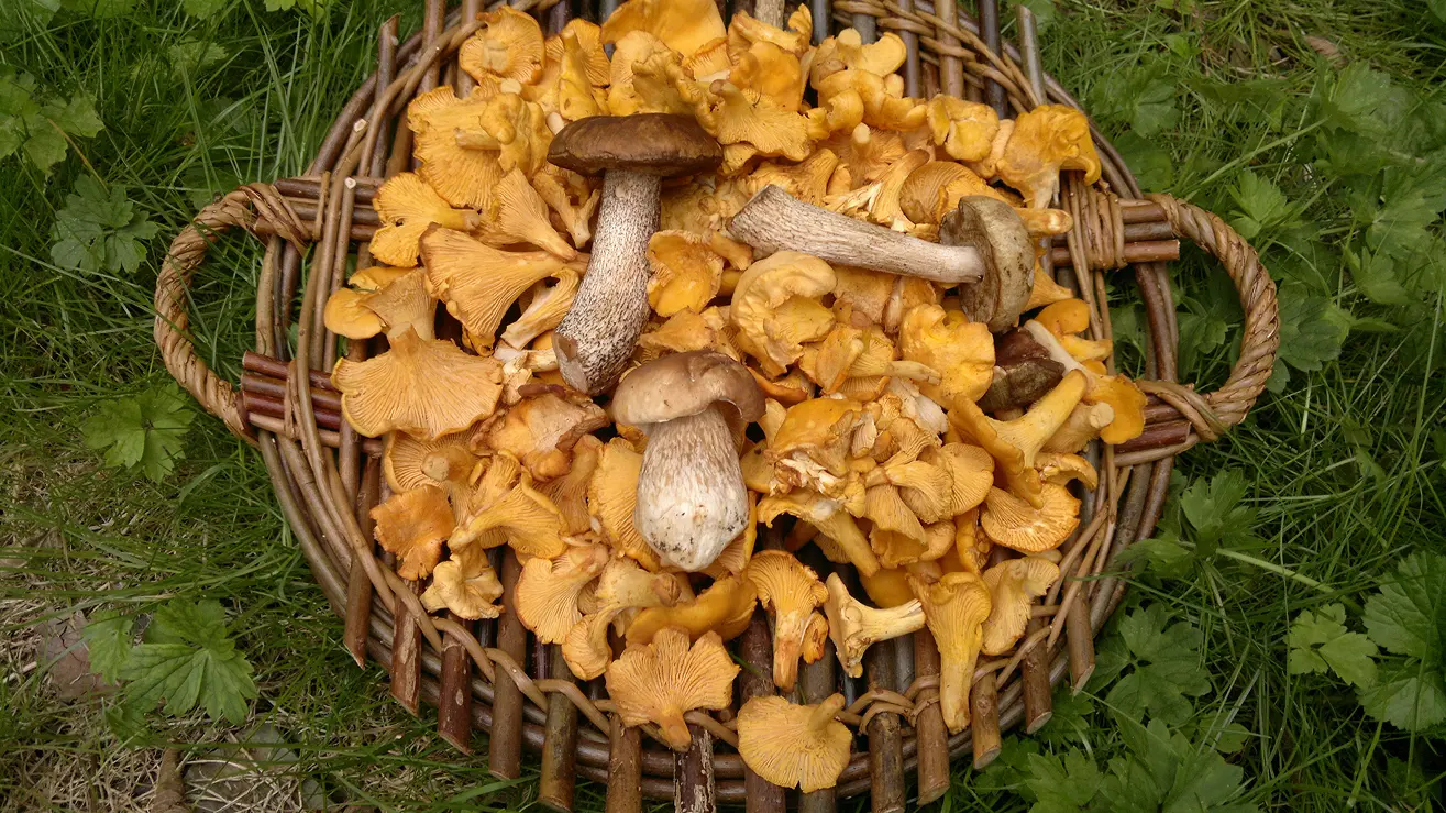 Tradizionale cesto intrecciato riempito con vari funghi di bosco