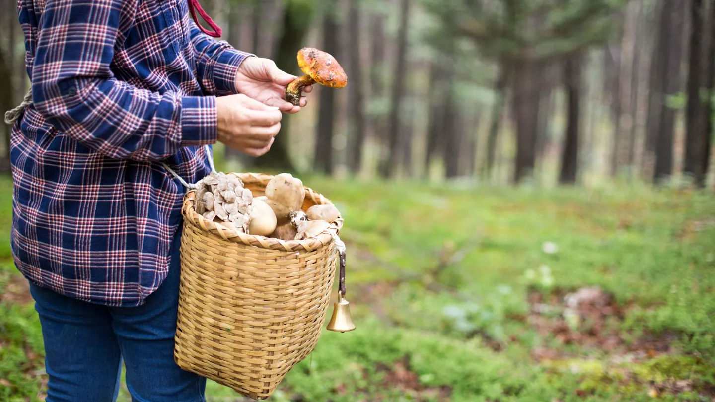 Raccoglitore tradizionale di funghi nei Monti Apuseni che esamina un fungo Boletus