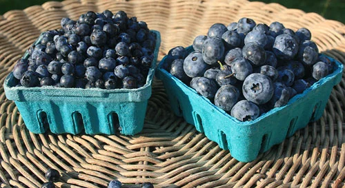 Comparison of wild and cultivated blueberries showing size and color differences